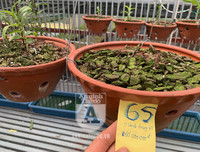 Cận mặt kẻ trộm lan táo tợn tại Hòa Bình lấy sạch toàn bộ lan đột biến trị giá 2,9 tỷ đồng