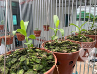 Cận mặt kẻ trộm lan táo tợn tại Hòa Bình lấy sạch toàn bộ lan đột biến trị giá 2,9 tỷ đồng