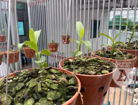 Cận mặt kẻ trộm lan táo tợn tại Hòa Bình lấy sạch toàn bộ lan đột biến trị giá 2,9 tỷ đồng