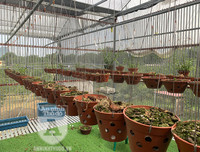 Cận mặt kẻ trộm lan táo tợn tại Hòa Bình lấy sạch toàn bộ lan đột biến trị giá 2,9 tỷ đồng