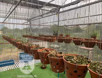 Cận mặt kẻ trộm lan táo tợn tại Hòa Bình lấy sạch toàn bộ lan đột biến trị giá 2,9 tỷ đồng