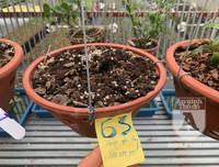 Cận mặt kẻ trộm lan táo tợn tại Hòa Bình lấy sạch toàn bộ lan đột biến trị giá 2,9 tỷ đồng