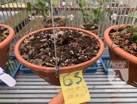 Cận mặt kẻ trộm lan táo tợn tại Hòa Bình lấy sạch toàn bộ lan đột biến trị giá 2,9 tỷ đồng