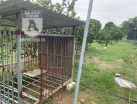 Cận mặt kẻ trộm lan táo tợn tại Hòa Bình lấy sạch toàn bộ lan đột biến trị giá 2,9 tỷ đồng