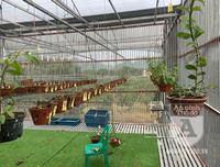 Cận mặt kẻ trộm lan táo tợn tại Hòa Bình lấy sạch toàn bộ lan đột biến trị giá 2,9 tỷ đồng