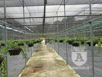 Cận mặt kẻ trộm lan táo tợn tại Hòa Bình lấy sạch toàn bộ lan đột biến trị giá 2,9 tỷ đồng