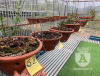 Cận mặt kẻ trộm lan táo tợn tại Hòa Bình lấy sạch toàn bộ lan đột biến trị giá 2,9 tỷ đồng