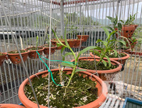 Cận mặt kẻ trộm lan táo tợn tại Hòa Bình lấy sạch toàn bộ lan đột biến trị giá 2,9 tỷ đồng