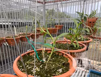 Cận mặt kẻ trộm lan táo tợn tại Hòa Bình lấy sạch toàn bộ lan đột biến trị giá 2,9 tỷ đồng