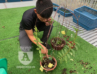 Cận mặt kẻ trộm lan táo tợn tại Hòa Bình lấy sạch toàn bộ lan đột biến trị giá 2,9 tỷ đồng