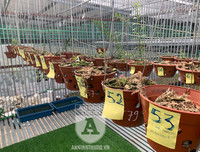 Cận mặt kẻ trộm lan táo tợn tại Hòa Bình lấy sạch toàn bộ lan đột biến trị giá 2,9 tỷ đồng