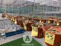 Cận mặt kẻ trộm lan táo tợn tại Hòa Bình lấy sạch toàn bộ lan đột biến trị giá 2,9 tỷ đồng
