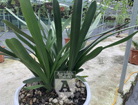 Cận mặt kẻ trộm lan táo tợn tại Hòa Bình lấy sạch toàn bộ lan đột biến trị giá 2,9 tỷ đồng