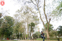 Hà Nội đẹp dịu dàng trong sắc trắng hoa sưa