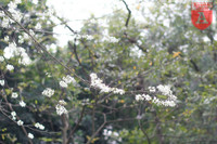 Hà Nội đẹp dịu dàng trong sắc trắng hoa sưa