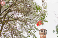 Hà Nội đẹp dịu dàng trong sắc trắng hoa sưa