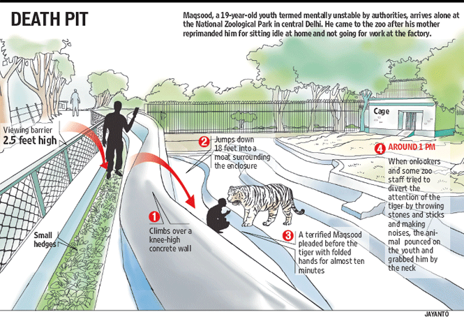 Nam thanh niên say rượu nhảy vào chuồng, bị hổ trắng cắn chết ảnh 4