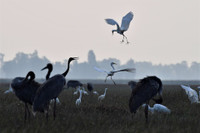 [Ảnh] Ngắm đàn sếu đầu đỏ di trú về phương Nam