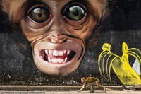 [ẢNH] Các bức ảnh ấn tượng của giải thưởng nhiếp ảnh Sony Photography Awards 2020