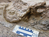 Phát hiện loài khủng long hoàn toàn mới có móng vuốt sắc nhọn