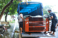 Cứu hộ thành công cá thể gấu tại Hà Nội