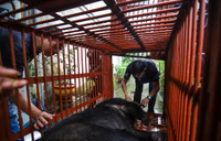 Cứu hộ thành công cá thể gấu tại Hà Nội