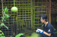 Cứu hộ thành công cá thể gấu tại Hà Nội