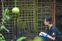 Cứu hộ thành công cá thể gấu tại Hà Nội