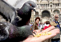 Người thường xuyên đi du lịch cần biết những luật này để tránh bị phạt 