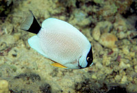 Những loài cá cảnh đắt nhất trên thế giới