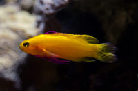 Những loài cá cảnh đắt nhất trên thế giới