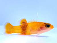 Những loài cá cảnh đắt nhất trên thế giới