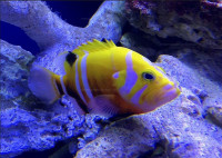 Những loài cá cảnh đắt nhất trên thế giới