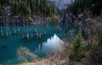 Rừng cây mọc ngược, đẹp như tranh vẽ trong truyện cổ tích