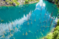 Rừng cây mọc ngược, đẹp như tranh vẽ trong truyện cổ tích