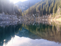 Rừng cây mọc ngược, đẹp như tranh vẽ trong truyện cổ tích