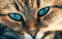 Lý giải khả năng 