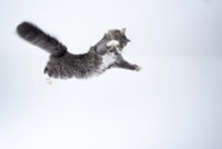 Lý giải khả năng 