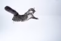 Lý giải khả năng 