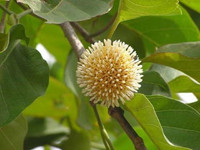 Món ngon nức tiếng cá kho gáo ở Ninh Bình