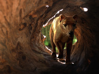 Sắp tái sinh hổ Tasmania, loài dã thú đã tuyệt chủng cách đây 2000 năm?