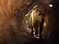 Sắp tái sinh hổ Tasmania, loài dã thú đã tuyệt chủng cách đây 2000 năm?