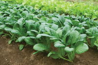 ''Vua các loại rau xanh'' giảm nguy cơ ung thư được trồng nhiều ở Việt Nam