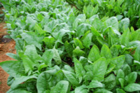 ''Vua các loại rau xanh'' giảm nguy cơ ung thư được trồng nhiều ở Việt Nam