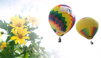 Đến Ba Vì ngắm hoa dã quỳ trên khinh khí cầu