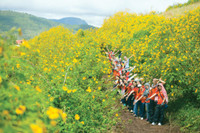 Đến Ba Vì ngắm hoa dã quỳ trên khinh khí cầu