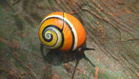 Loài ốc đẹp nhất thế giới, có khả năng gây rối loạn thị giác