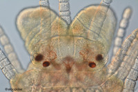 Loài giun kỳ lạ tự tách ra một phiên bản mini, để 