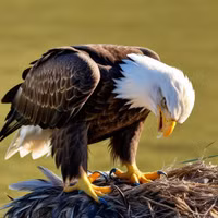 Loài chim phải tự đập mỏ, bẻ móng, nhổ lông để kéo dài tuổi thọ