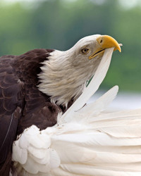 Loài chim phải tự đập mỏ, bẻ móng, nhổ lông để kéo dài tuổi thọ